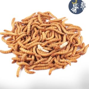 Tenebrios (100 ejemplares)